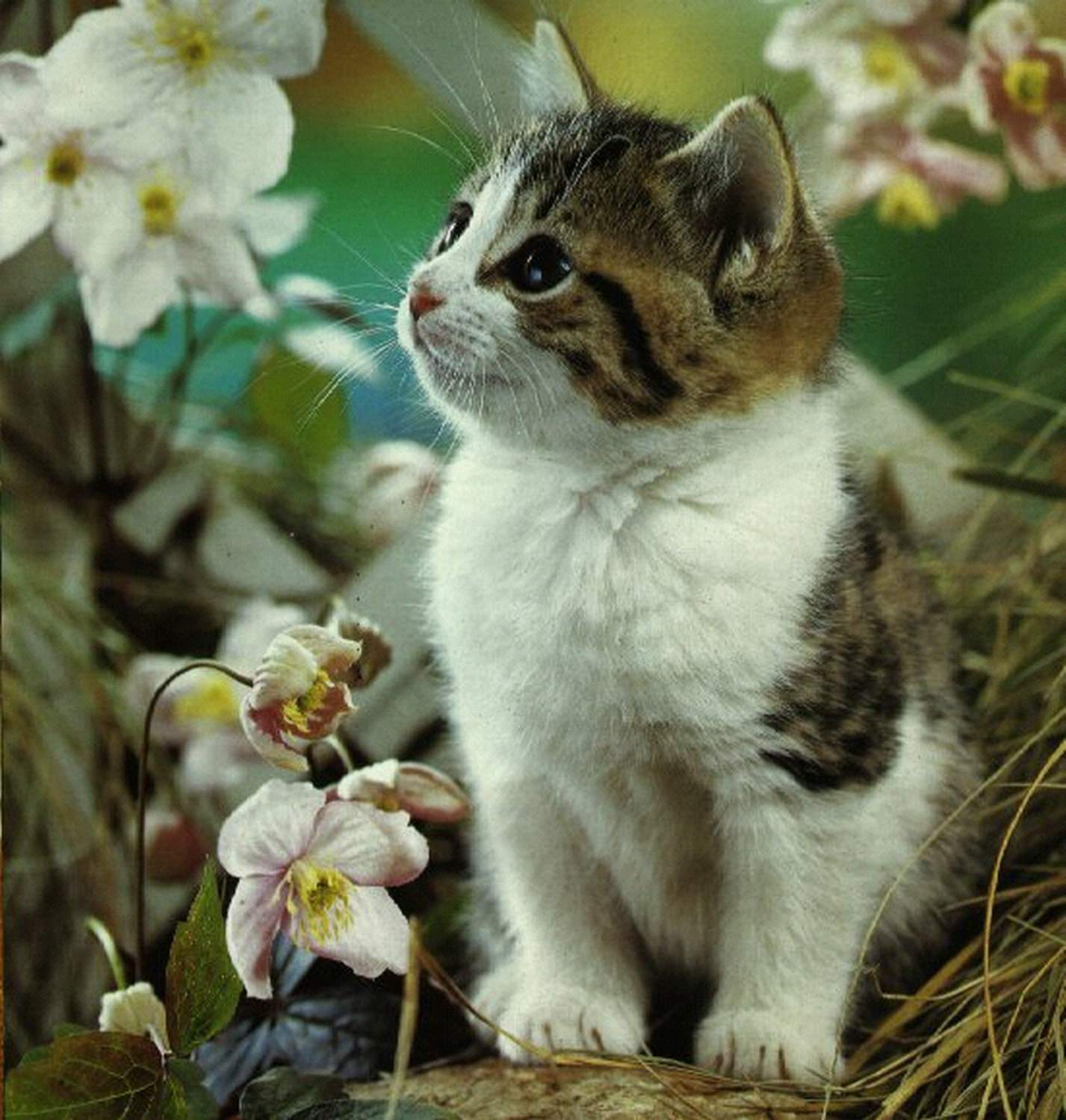 Kucing Persia Animal Planet