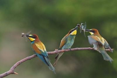 beautiful wildlife photography of birds