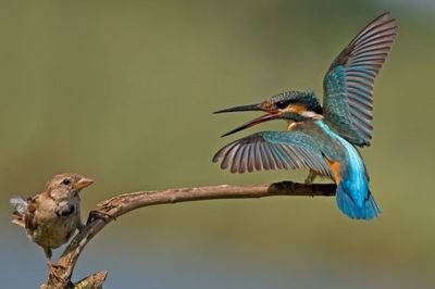 birds wildlife photography