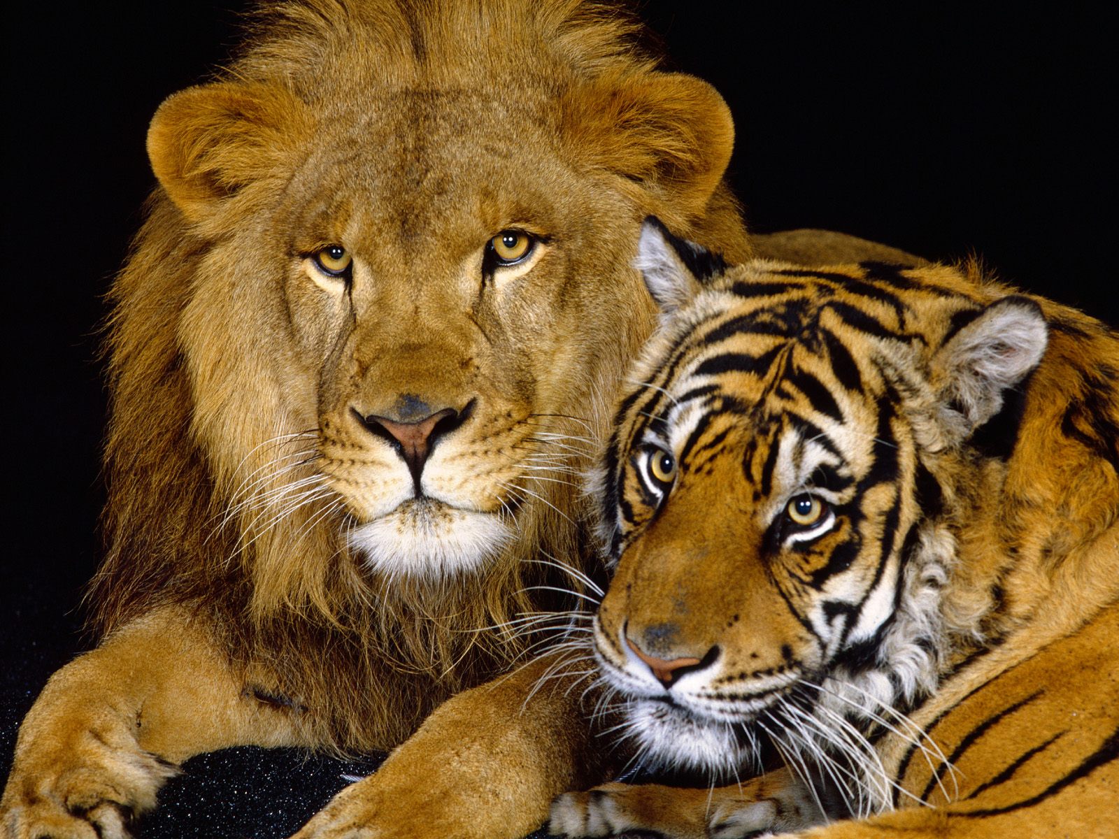 Tiger and Lion Animals