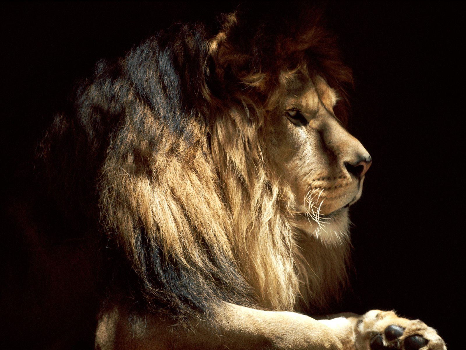African Lion Wallpaper Desktop