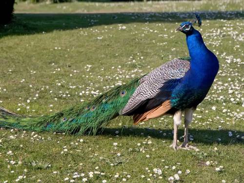 peacock @ Wisiwic