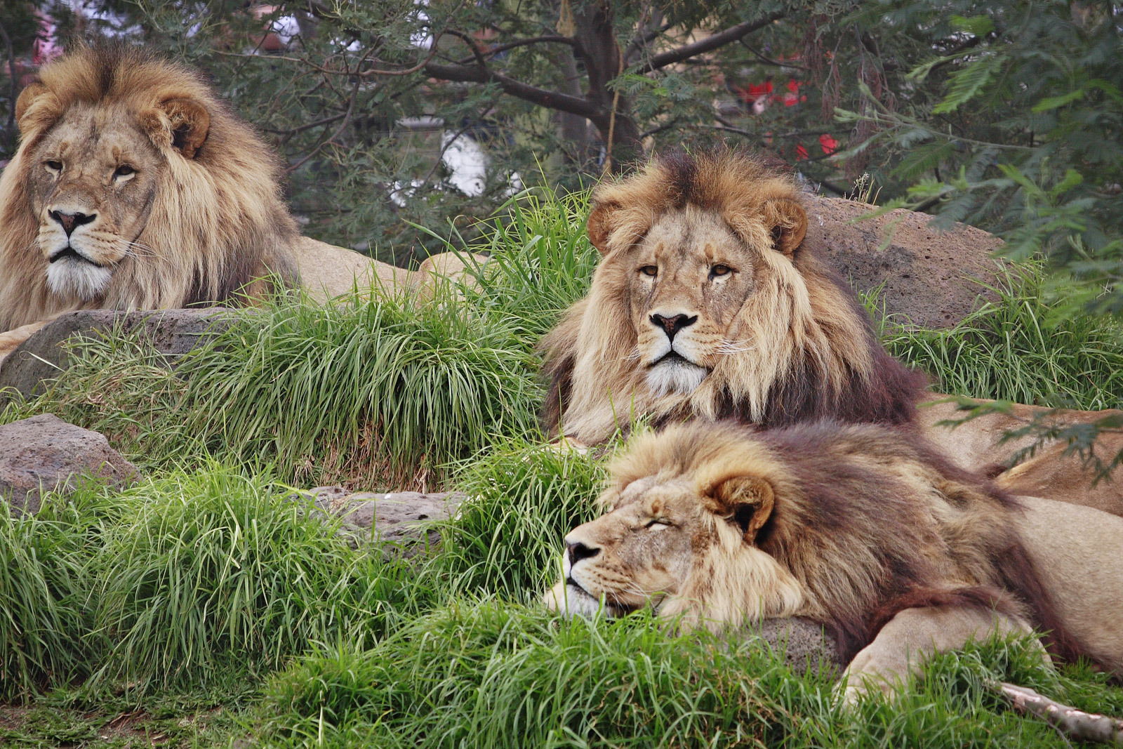 Animal Kingdom Lion