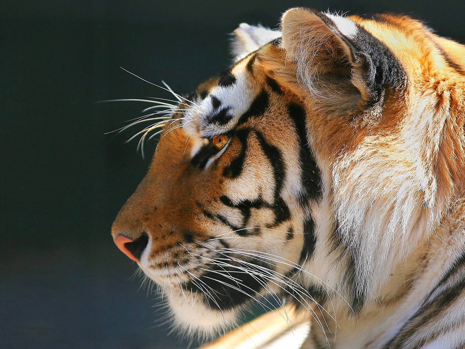 Harimau Animal Planet Gambar Foto Wallpaper Terbaru Wallpapaper Keren Tiger