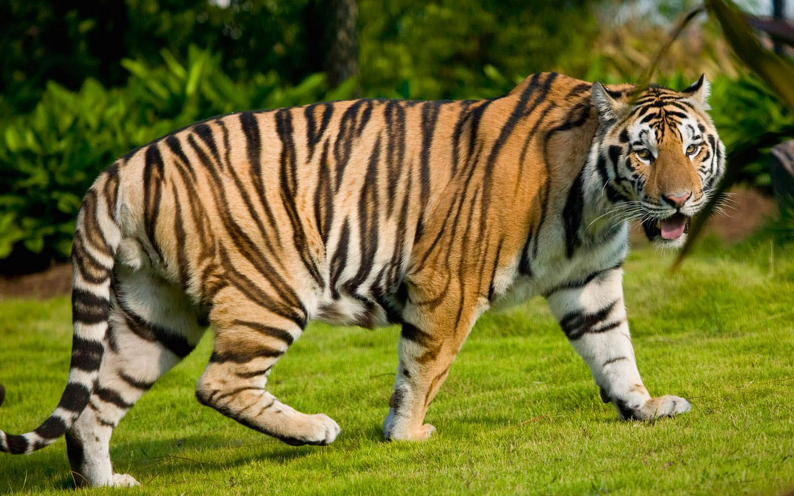 Unduh 42 Koleksi Gambar Harimau Yang Tercantik Keren HD